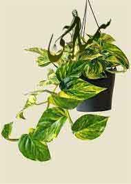 Epipremnum aureum 'Golden'1